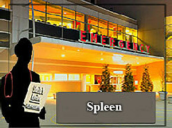 Endocrine System The Spleen