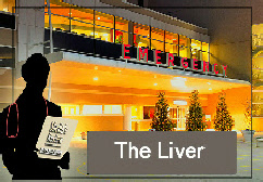The Liver pt 1